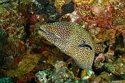 Labroides-dimidiatus-Gymnothorax meleagris Murene ponctuee Mahe Lighthous cap ternay-8m-20190609-Denis-ADER-DSC_8129_tn